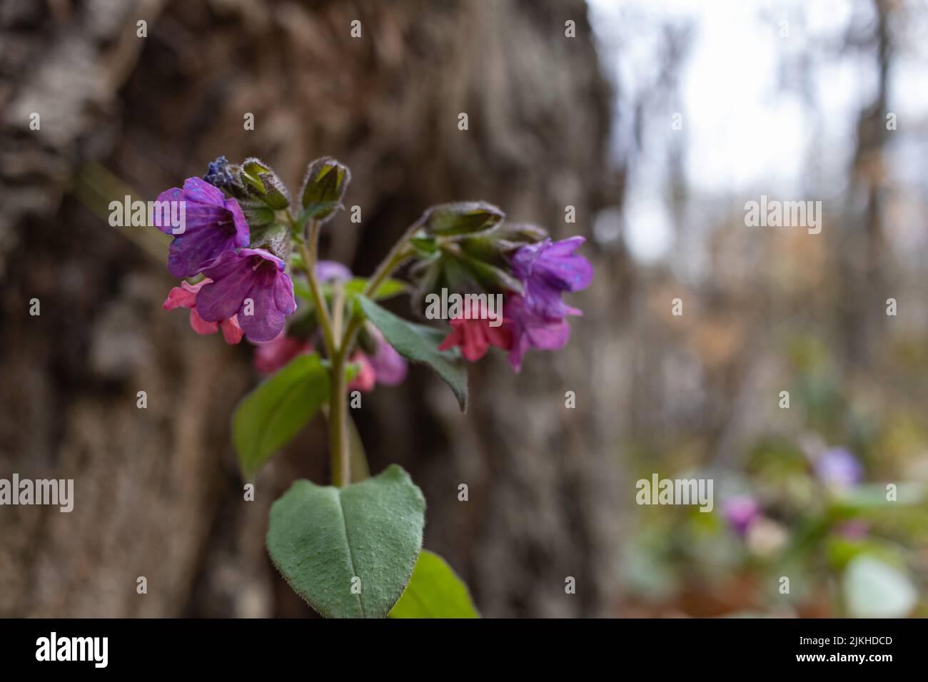 A closeup of purple Pulmonaria obscura flowers growing with green leaves in a forest Stock Photo