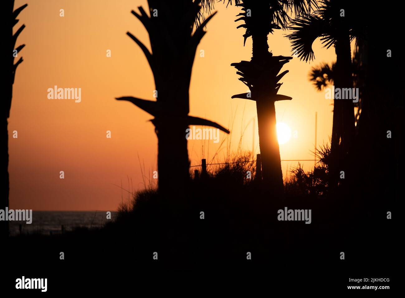 A scenic view of palm trees on the beach in Destin, Florida in a bright