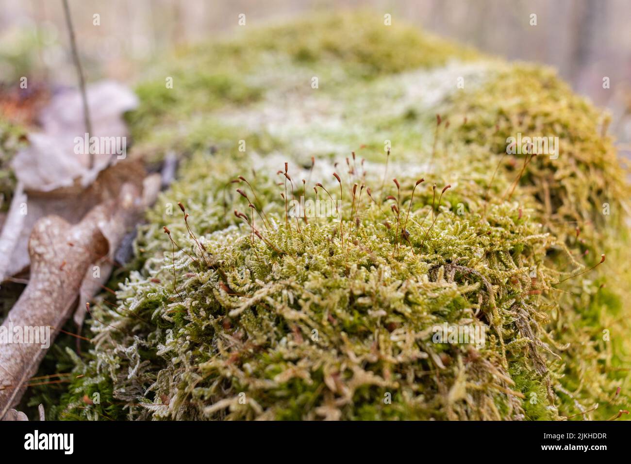 Tree stump with moss and grass hi-res stock photography and images - Alamy