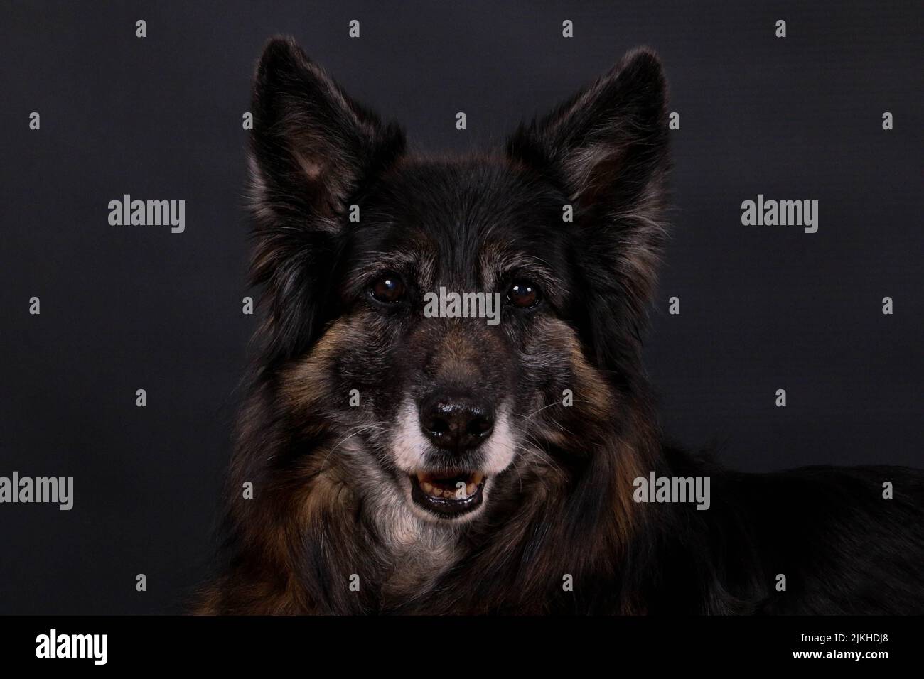 A closeup shot of a bohemian shepherd dog on a dark background Stock Photo