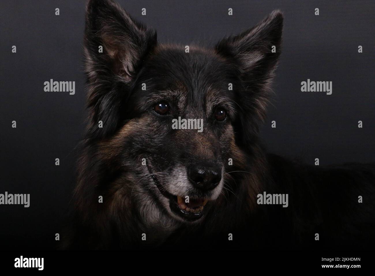 A closeup shot of a bohemian shepherd dog on a dark background Stock Photo