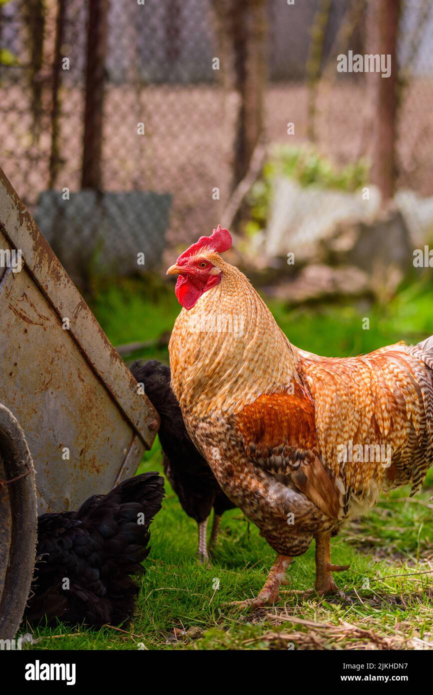 Red Chicken Chopper in the Grass Stock Image - Image of animal, domestic:  110771941