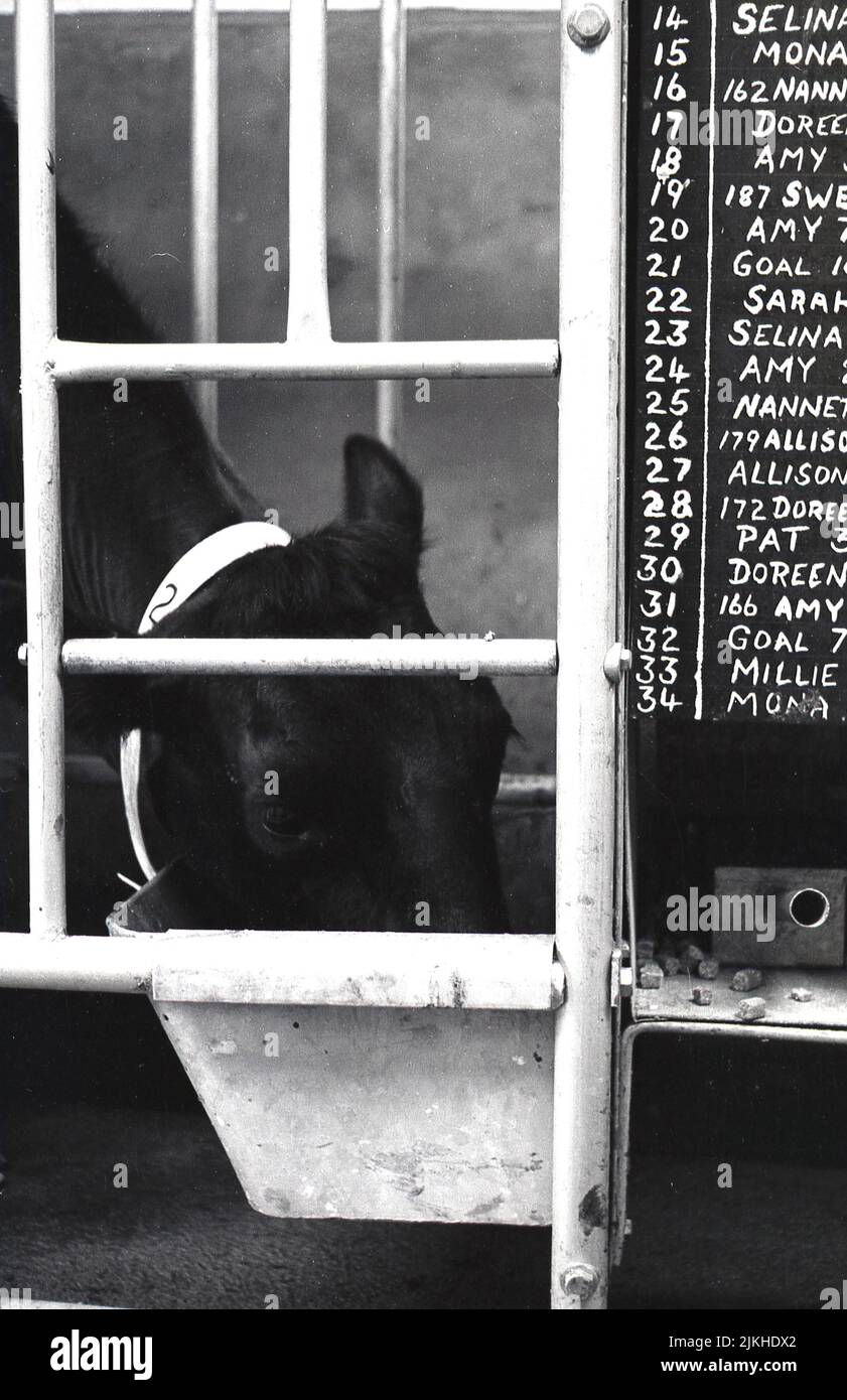 1960s, historical, inside a milking shed, a dairy cow feeding, cows