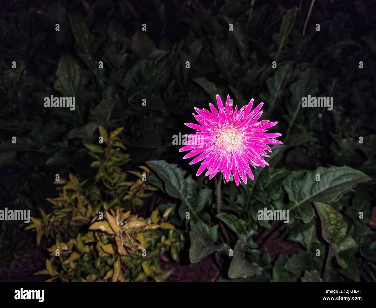 A blossom purple Trailing Ice Plant flower with green plants in the