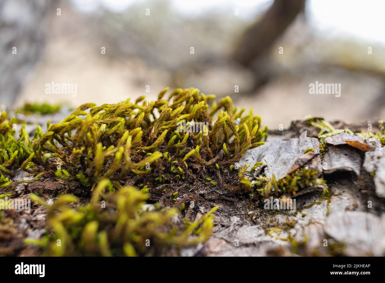 A closeup shot of green moss growing in a forest in a blurred ...