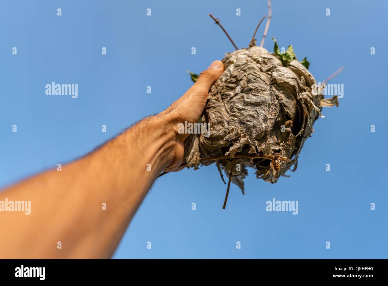 Left hand holding wasp nest with blue sky Stock Photo