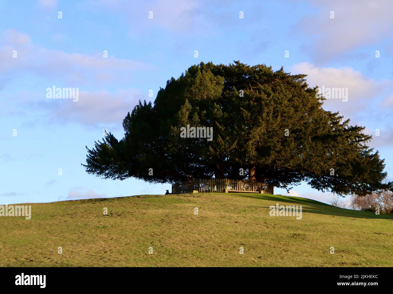 A big tree in the green field in New Forest, England at daytime Stock Photo