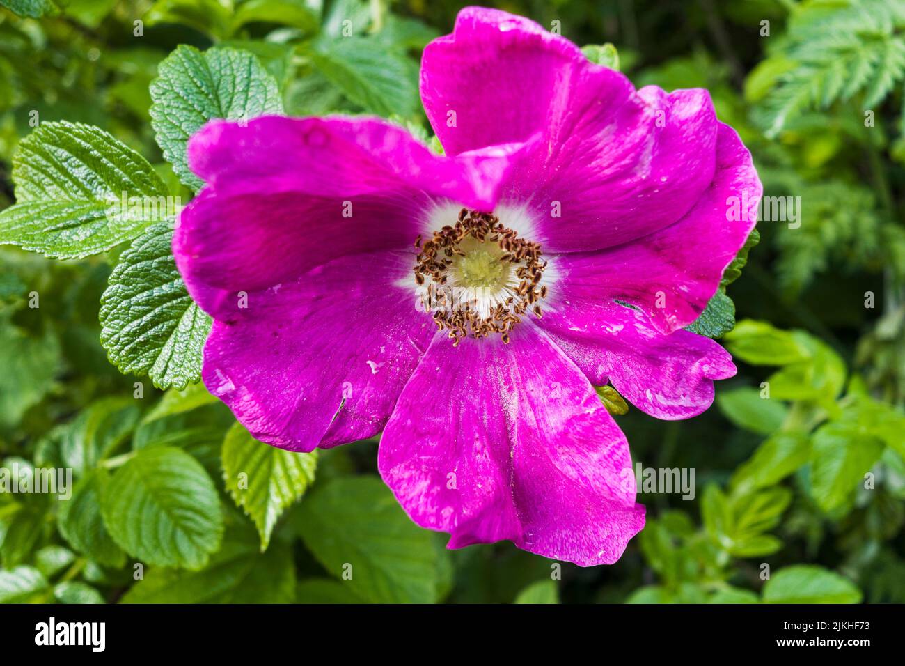 Rugosa rose flowering in Northumberland, UK Stock Photo