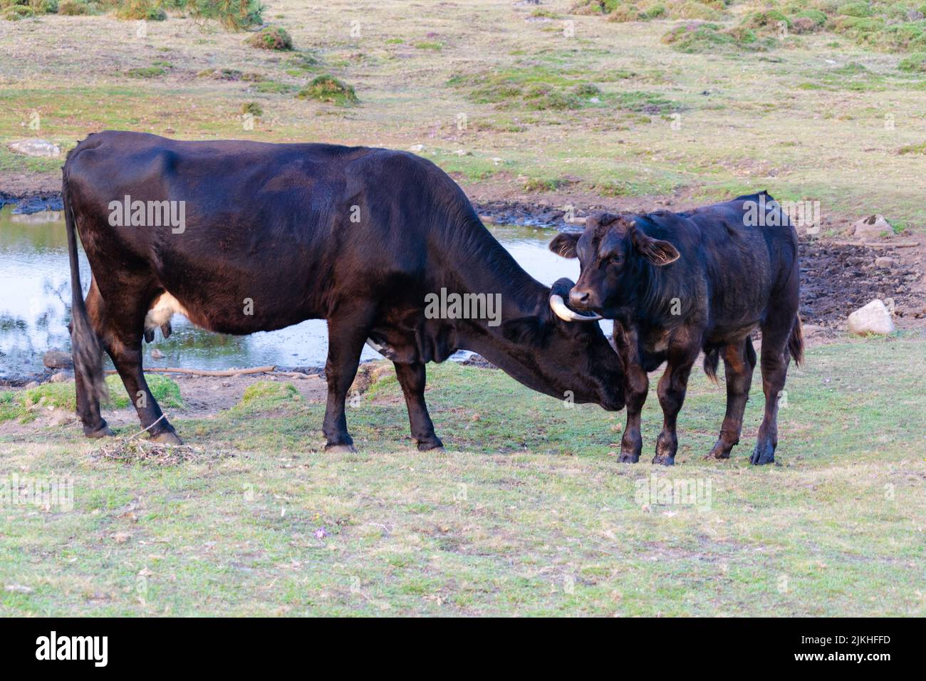 Cow calf animal hi-res stock photography and images - Alamy