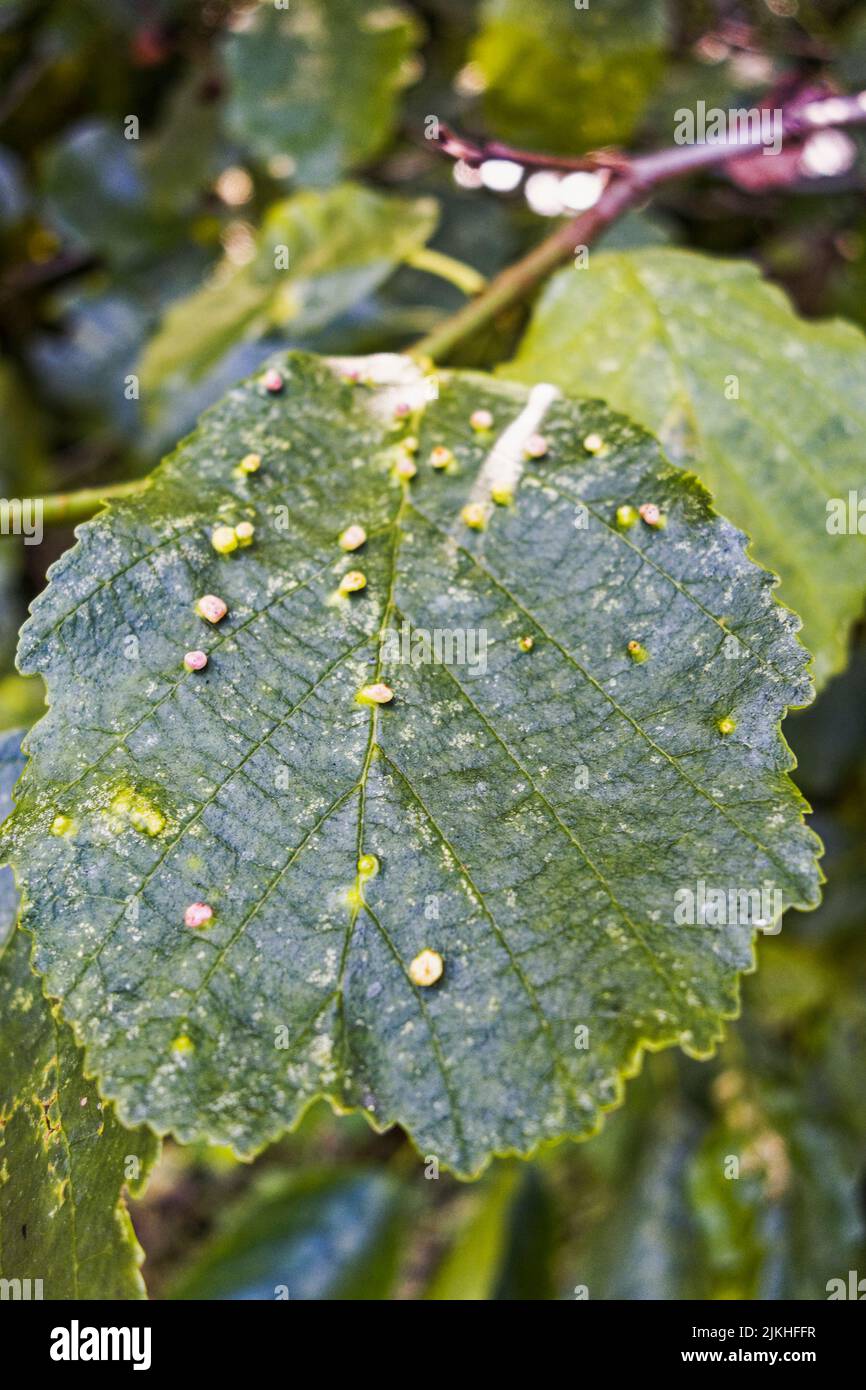 Alder tree leaf, Alnus glutinosa, with galls probably induced by the mite Eriophyes leavis inangulis Stock Photo