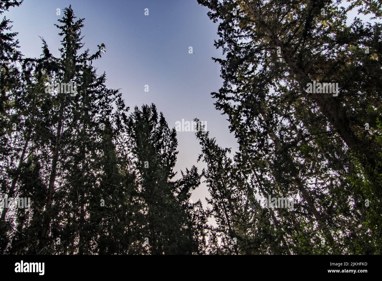 A low angle shot of tall pine tree tops under the evening sky - great ...