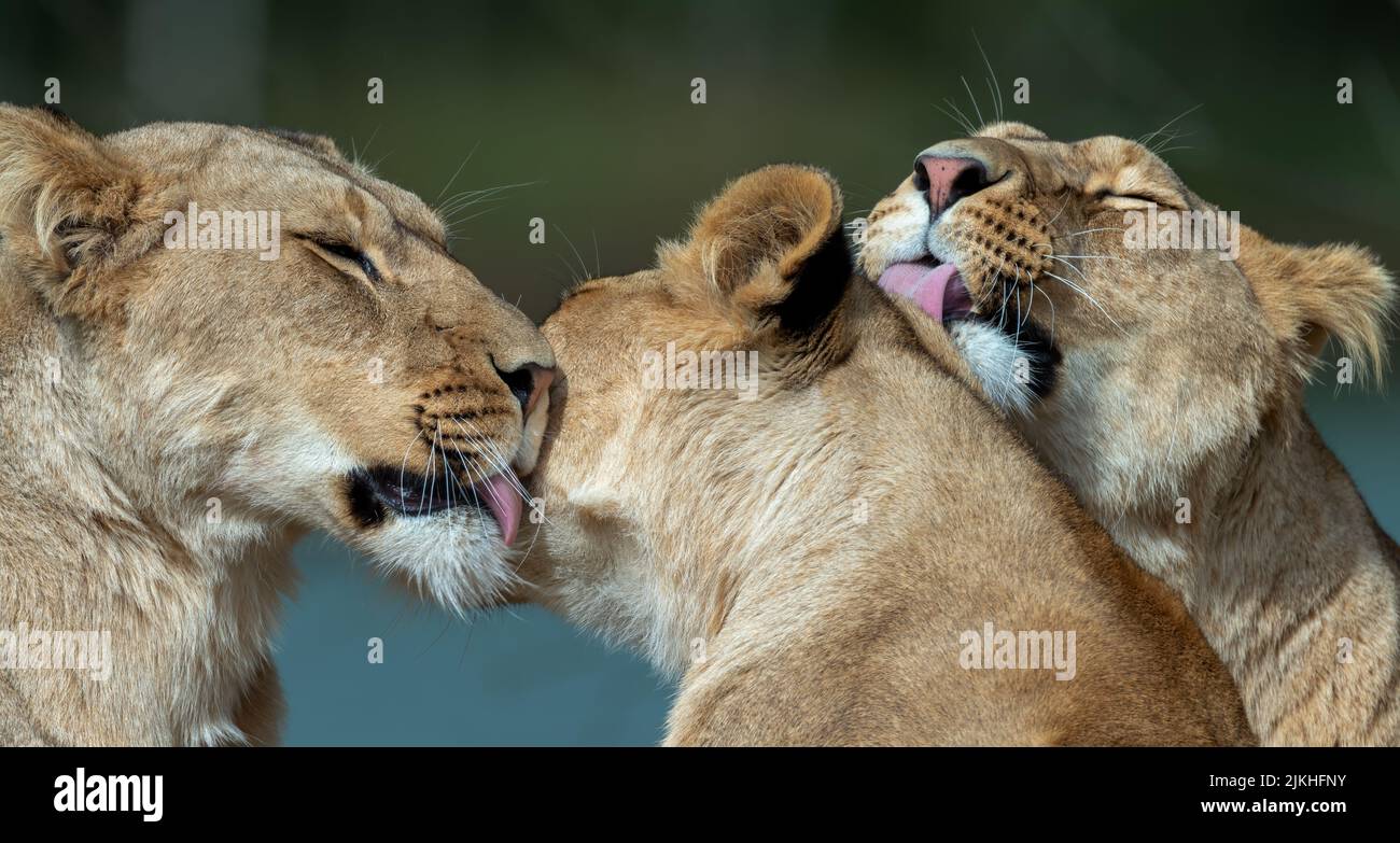 A closeup shot of African lionesses licking each other in a blurred background Stock Photo