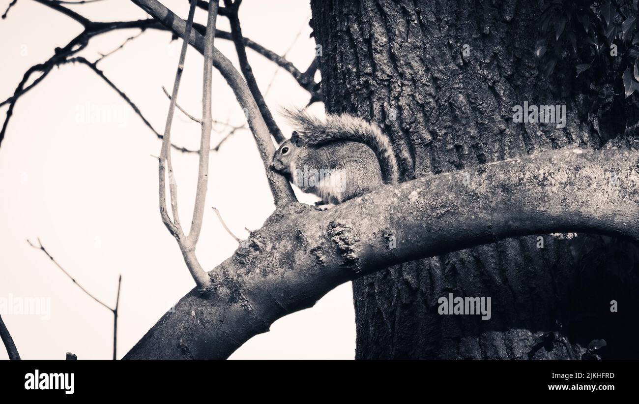 A grayscale shot of a squirrel sitting on a thick tree trunk Stock Photo