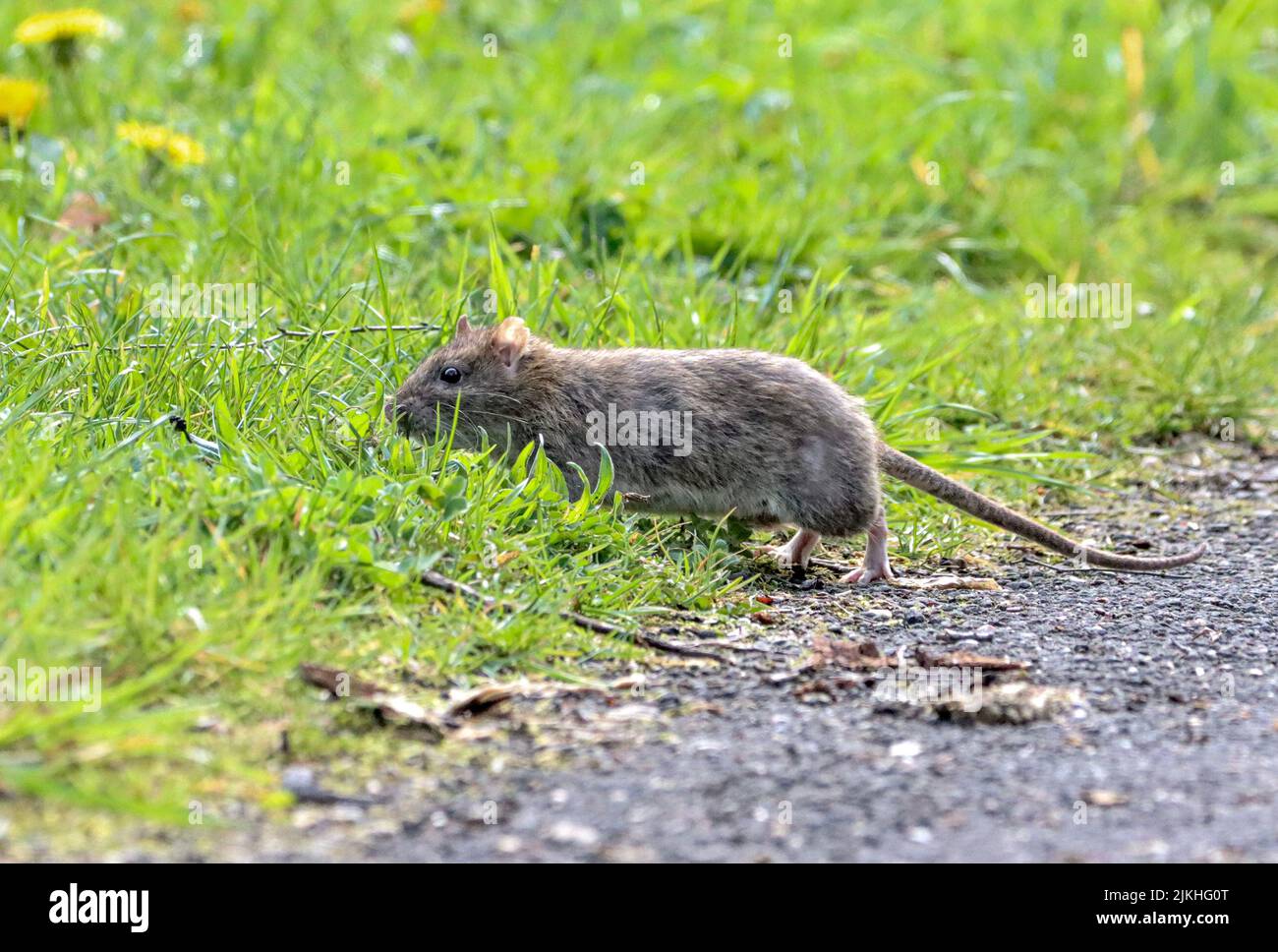 Rat looking at something hi-res stock photography and images - Alamy