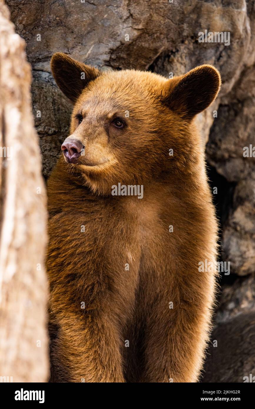 Jkhg A vertical closeup of a baby grizzly bear standing in a rock cave ...