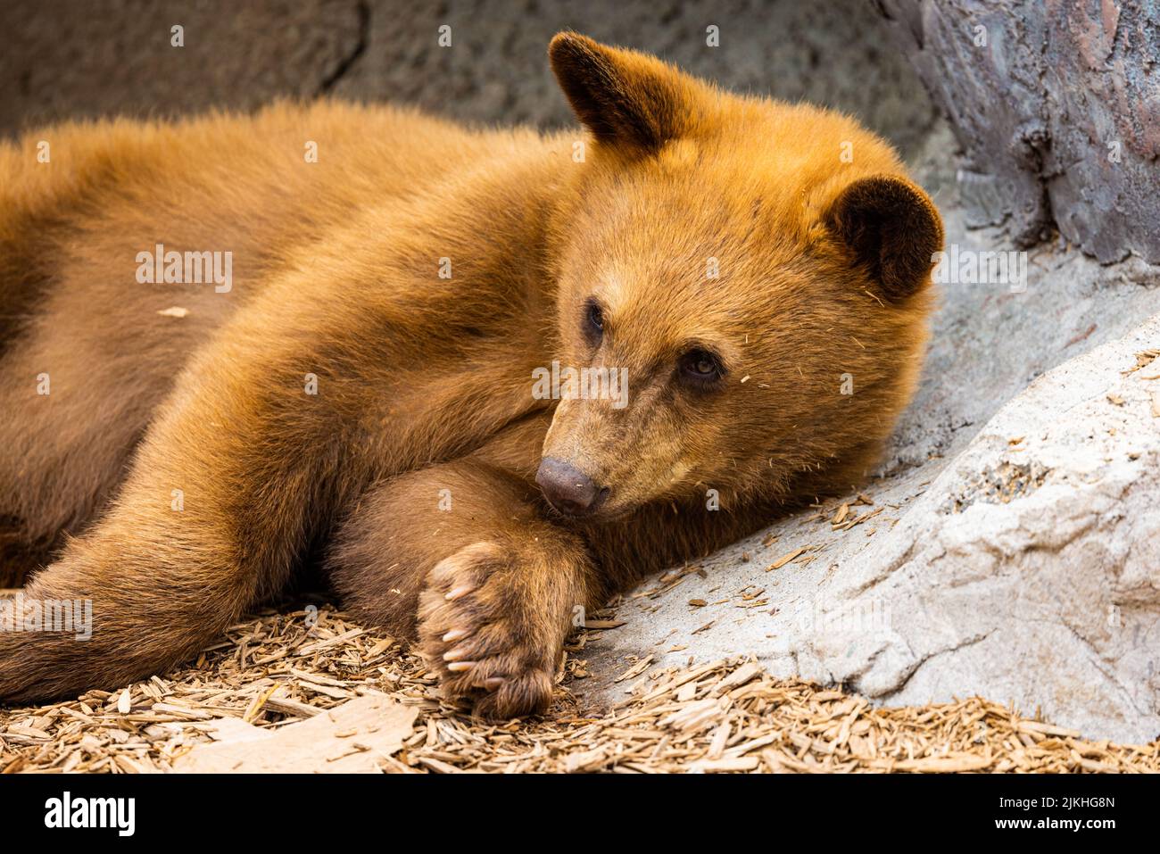 A closeup of a brown bear cub, Ursus arctos Stock Photo - Alamy