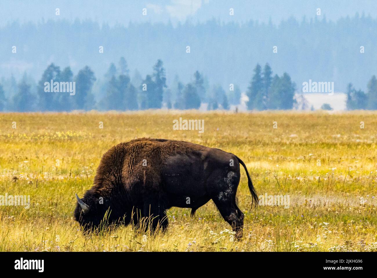 The American bison grazing in the field. Yellowstone National Park ...