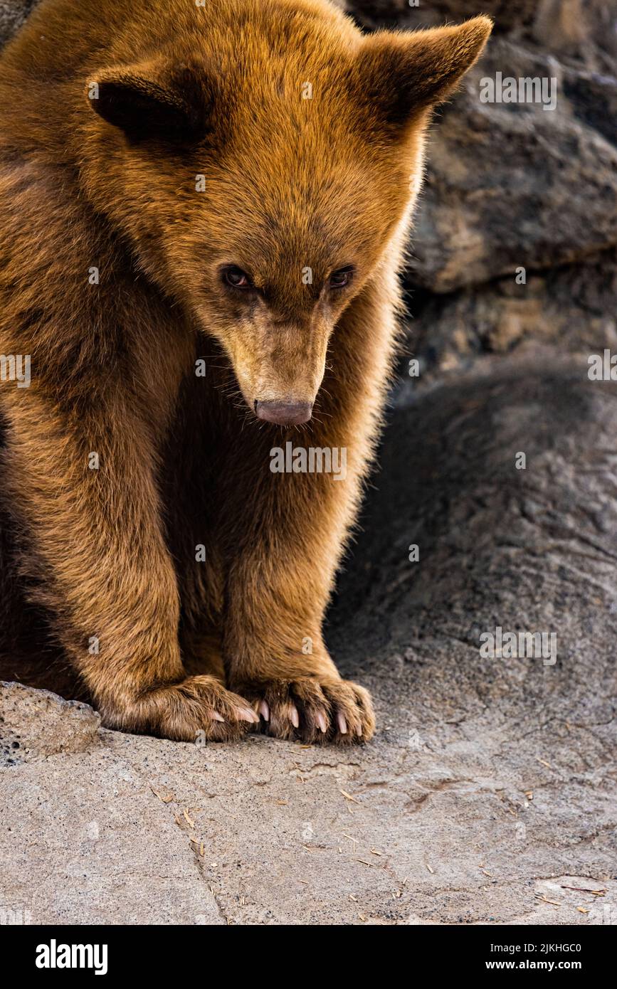 A vertical closeup of a brown bear cub, Ursus arctos Stock Photo - Alamy