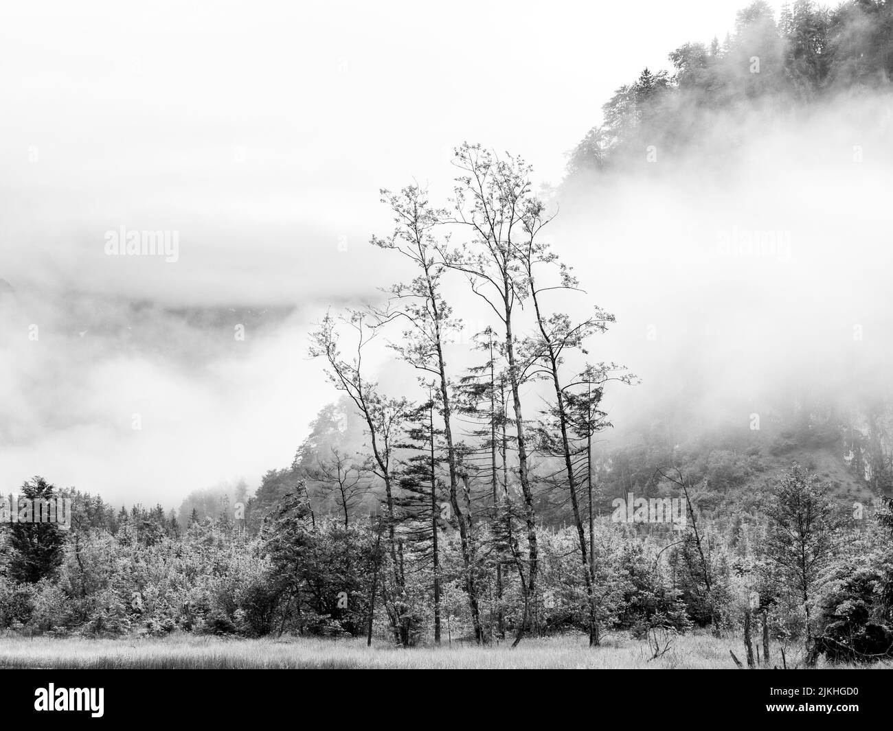 A foggy forest landscape near Lake in Almtal, Austria Stock Photo - Alamy