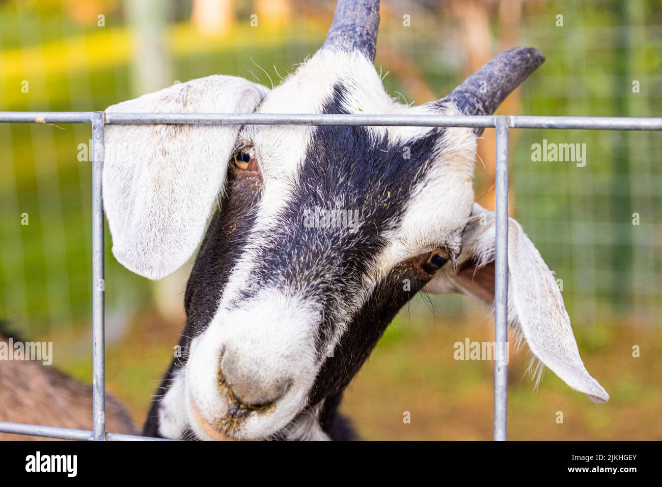 A closeup portrait of a Nigerian Dwarf goat standing in a farmland, looking through a fence