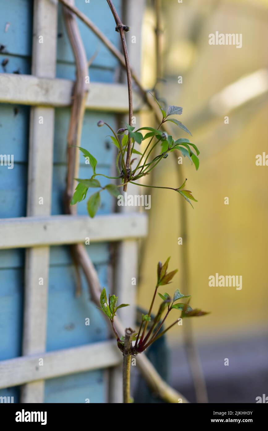 A vertical shot of a climbing clematis growing on the wooden fence Stock Photo