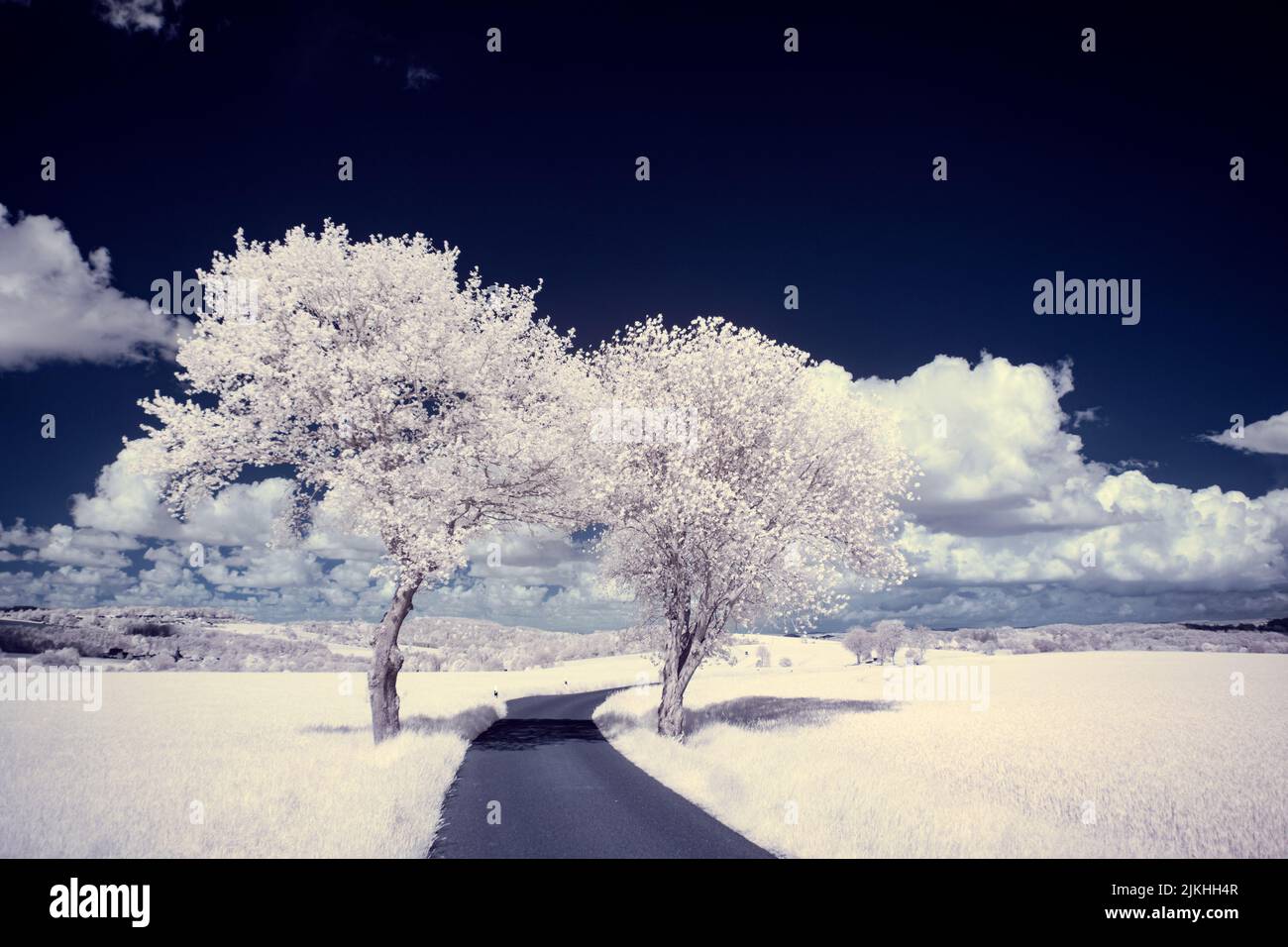 A landscape with snowy trees under sky with clouds Stock Photo - Alamy