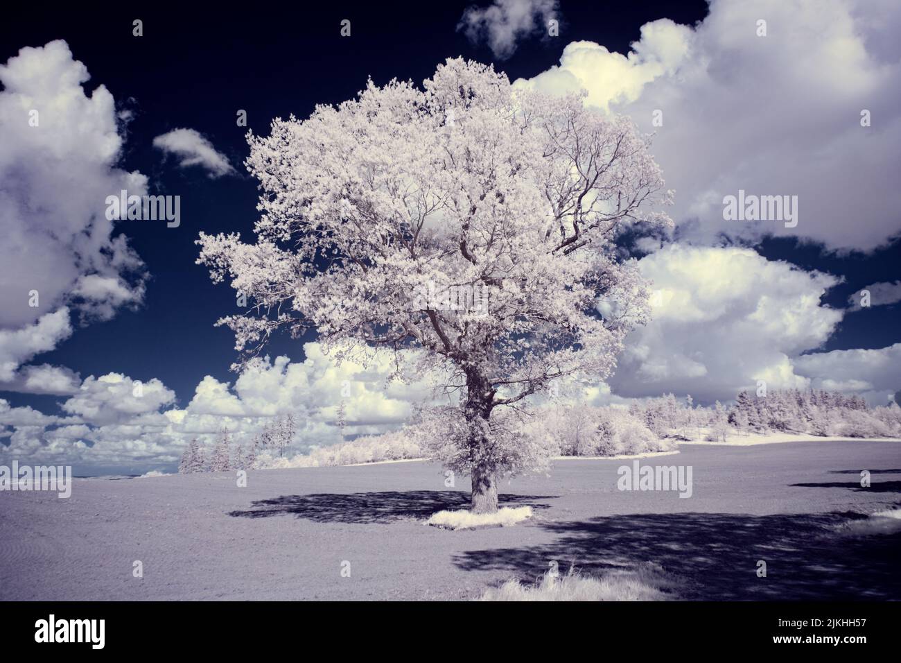 A landscape with snowy trees under sky with clouds Stock Photo - Alamy