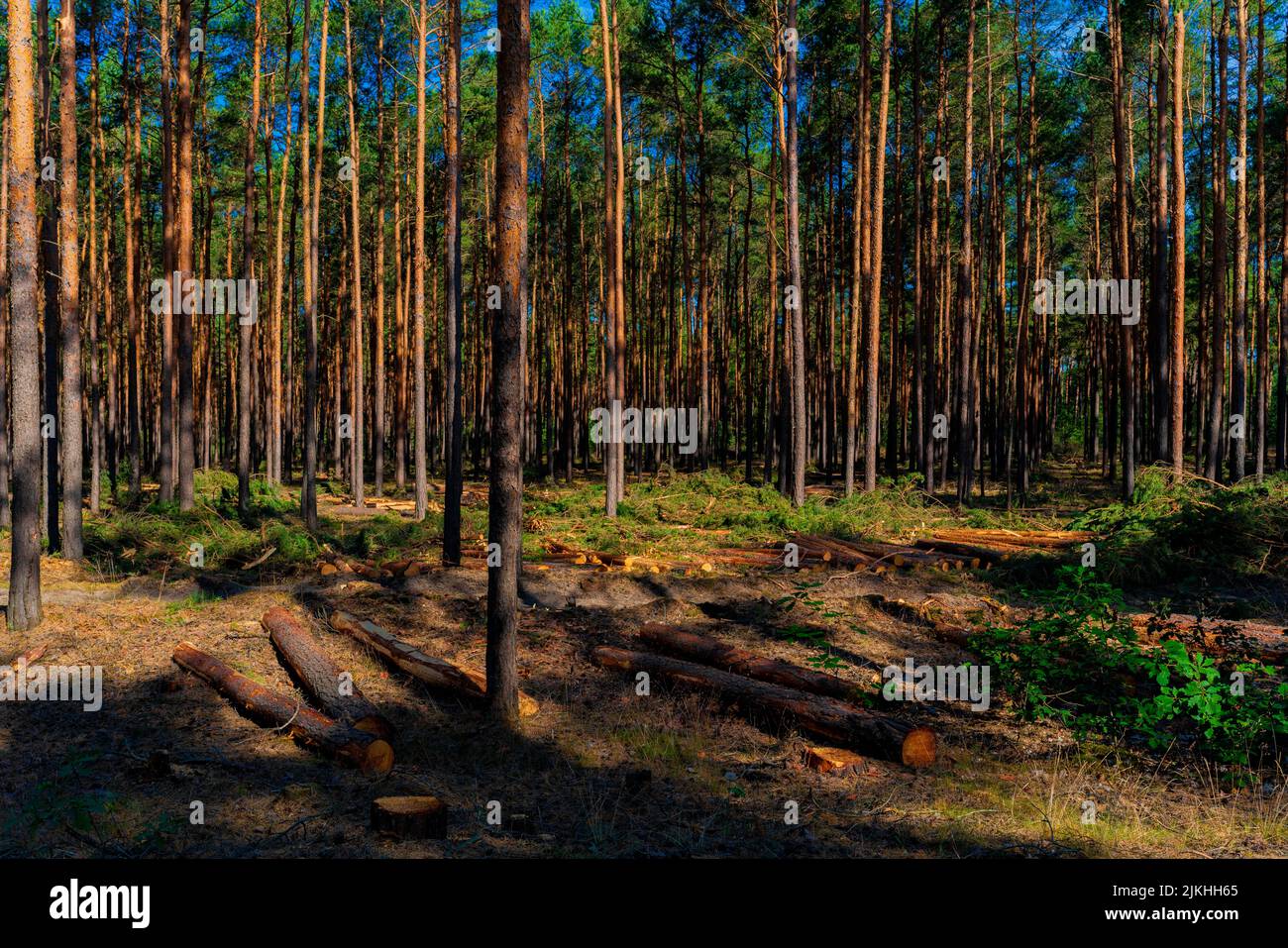 Pine forest after industrial tree felling, felled tree trunks lie on the forest floor Stock Photo