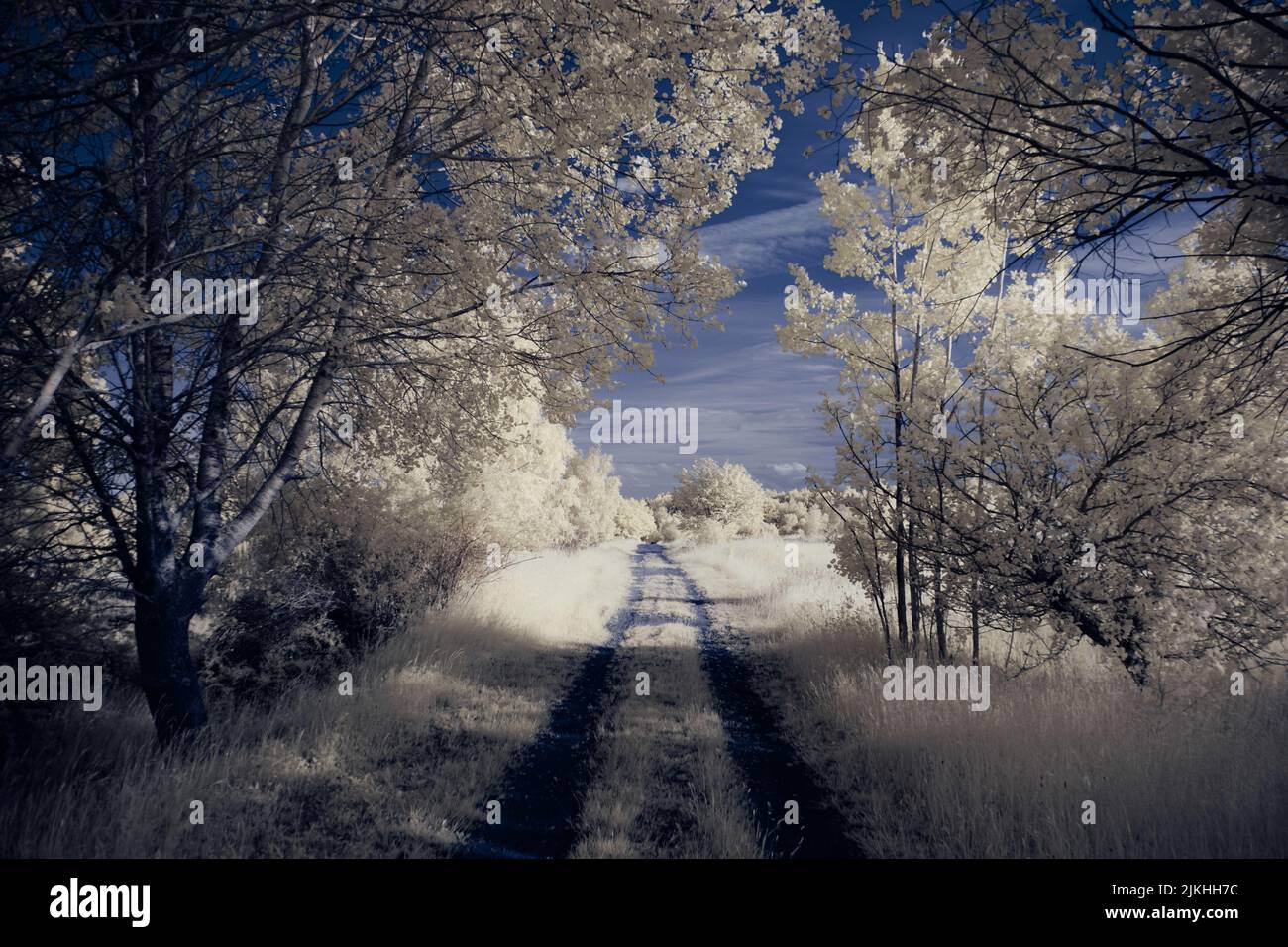 A landscape with snowy trees under sky with clouds Stock Photo - Alamy