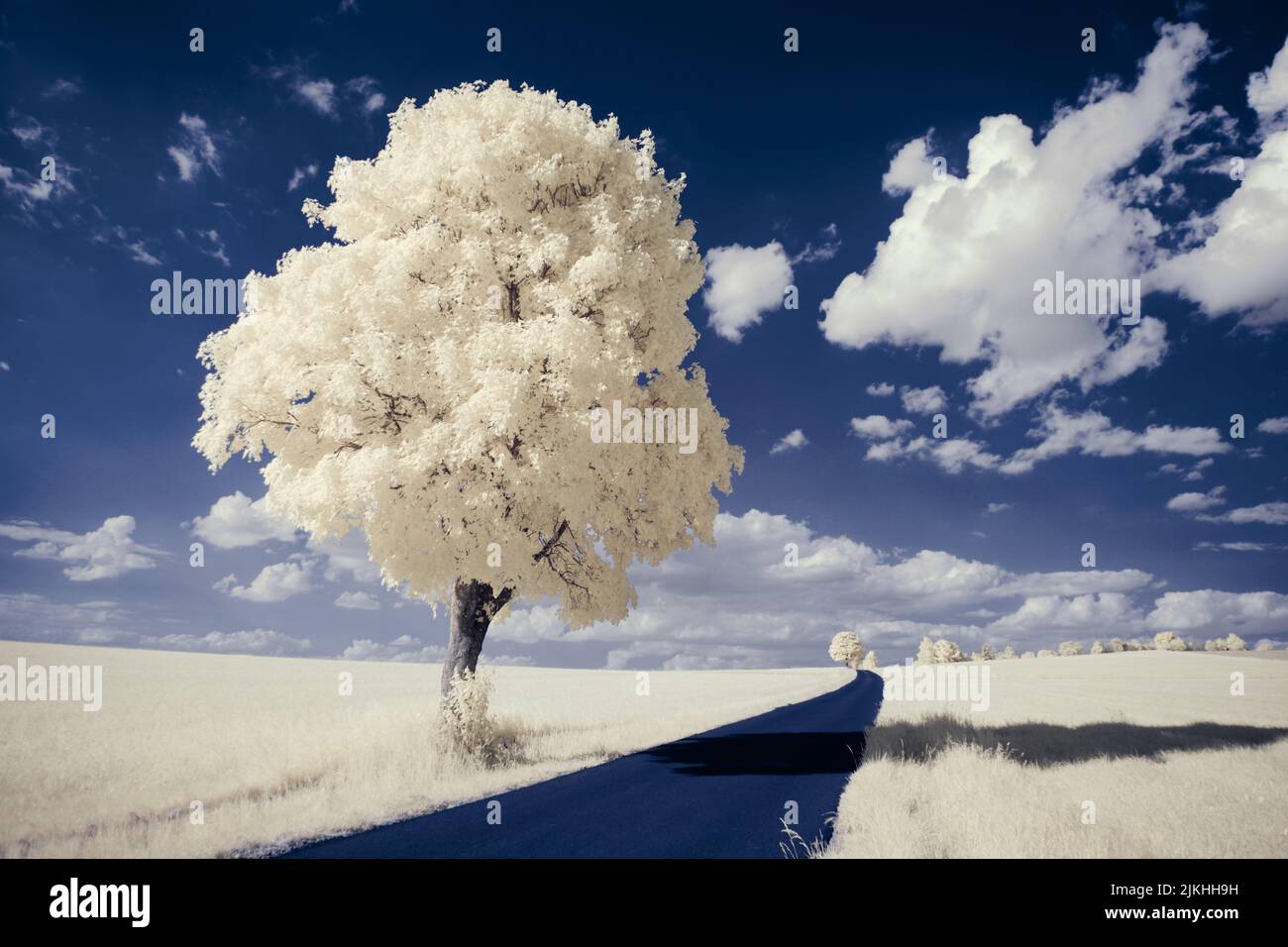 A landscape with snowy trees under sky with clouds Stock Photo - Alamy