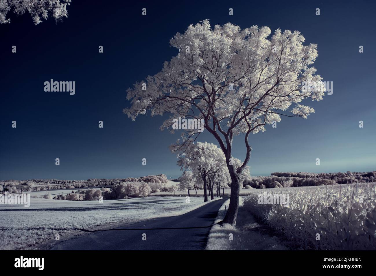 A landscape with snowy trees under sky with clouds Stock Photo - Alamy