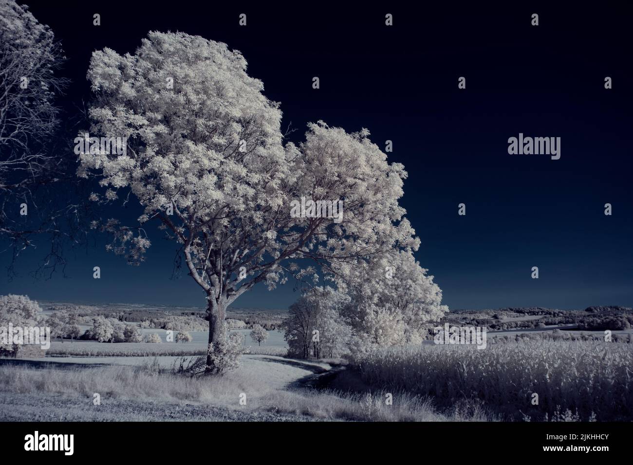 A landscape with snowy trees under sky with clouds Stock Photo - Alamy