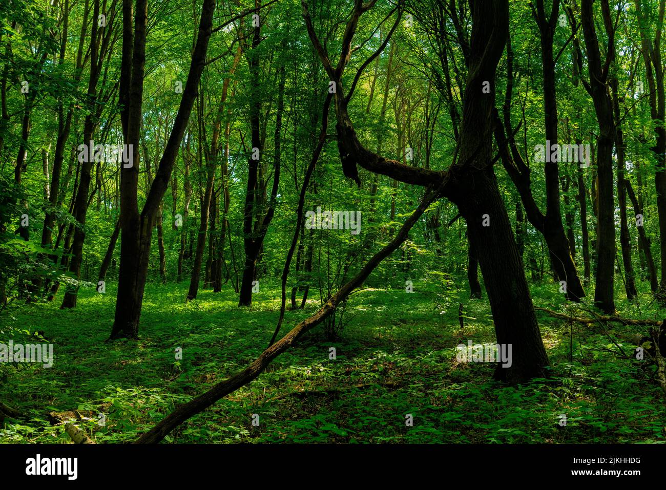 Deciduous forest with oak trees in summer, forest floor overgrown with wild plants Stock Photo