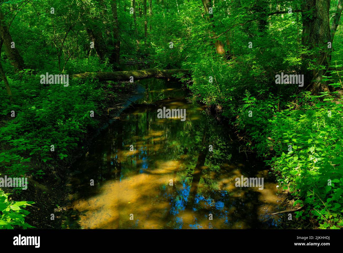 Small river in summer in a forest, overturned tree lies across the river Stock Photo