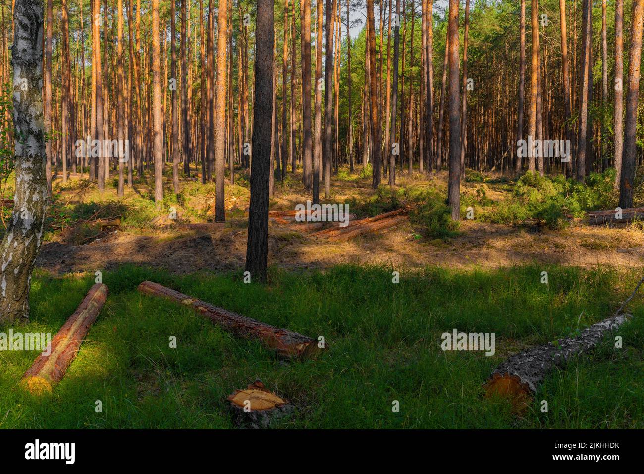 Pine forest in summer after an industrial tree felling, tree trunks lie on the forest floor Stock Photo