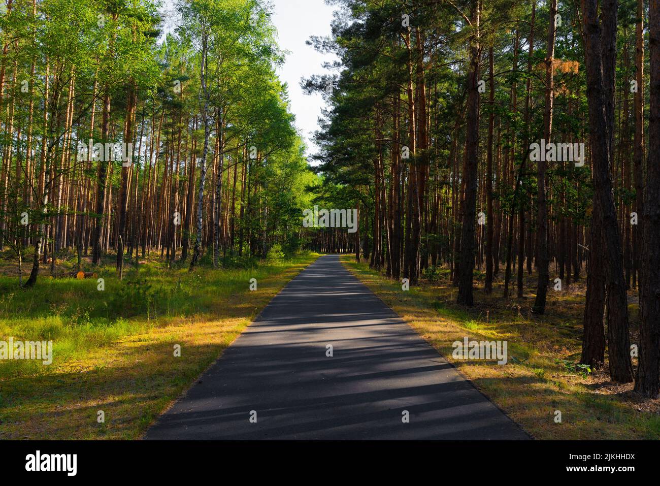 Cycle path in a forest for recreational athletes in summer with lots of light and shade Stock Photo