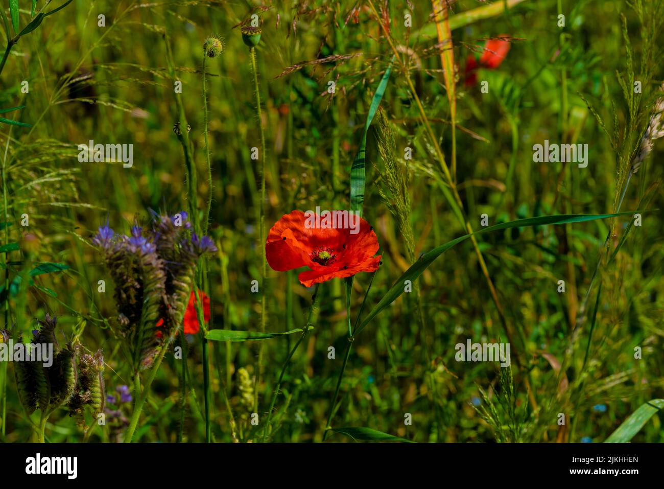 Open poppy blossom in summer on a wild bee meadow Stock Photo