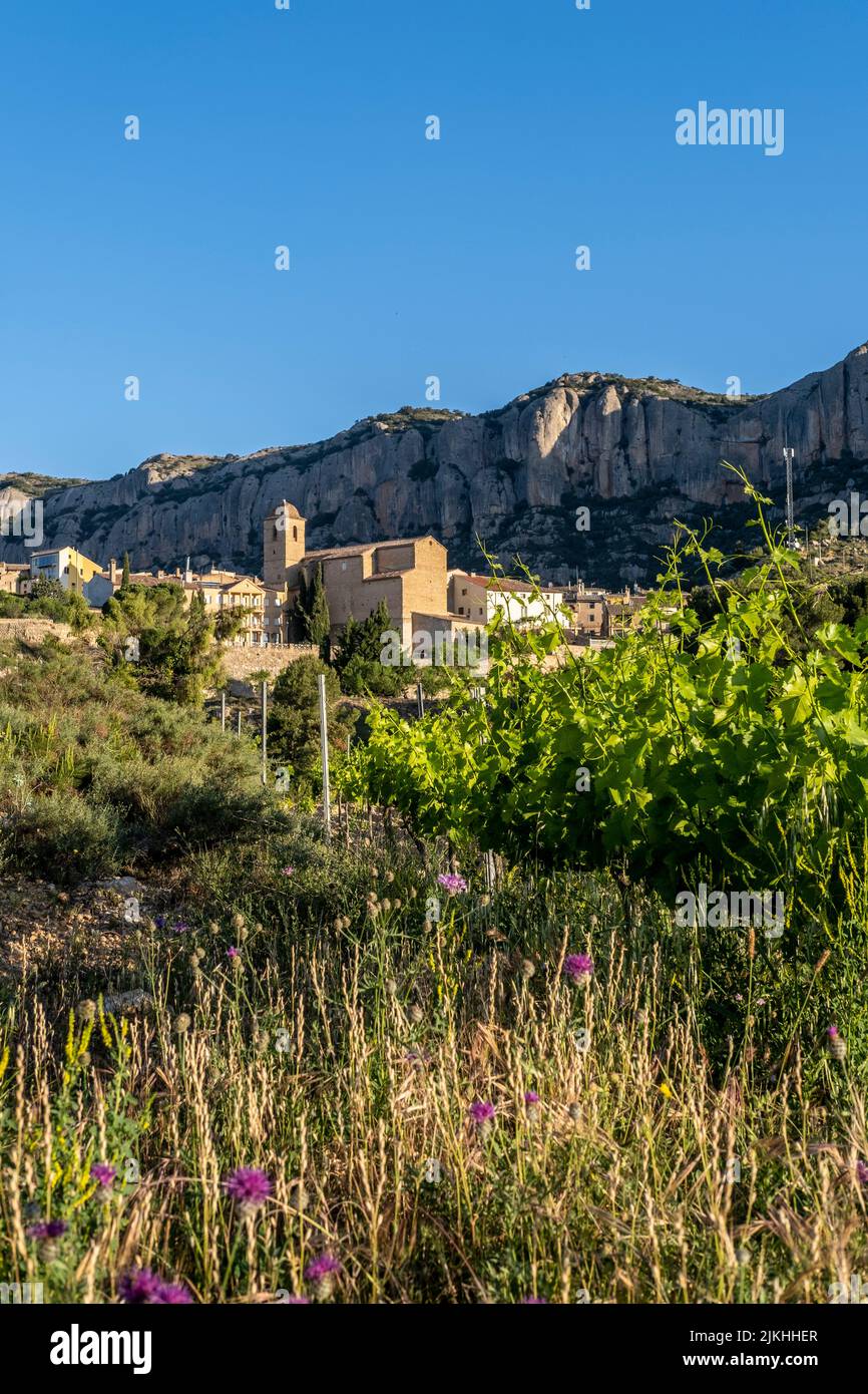 Vineyards during sunrise in Morera de Montsant in the Montsant
