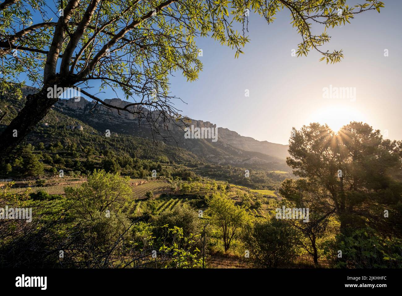 Vineyards during sunrise in Morera de Montsant in the Montsant