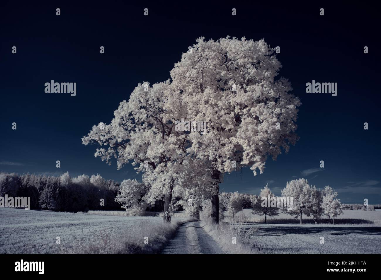 A landscape with snowy trees under sky with clouds Stock Photo - Alamy