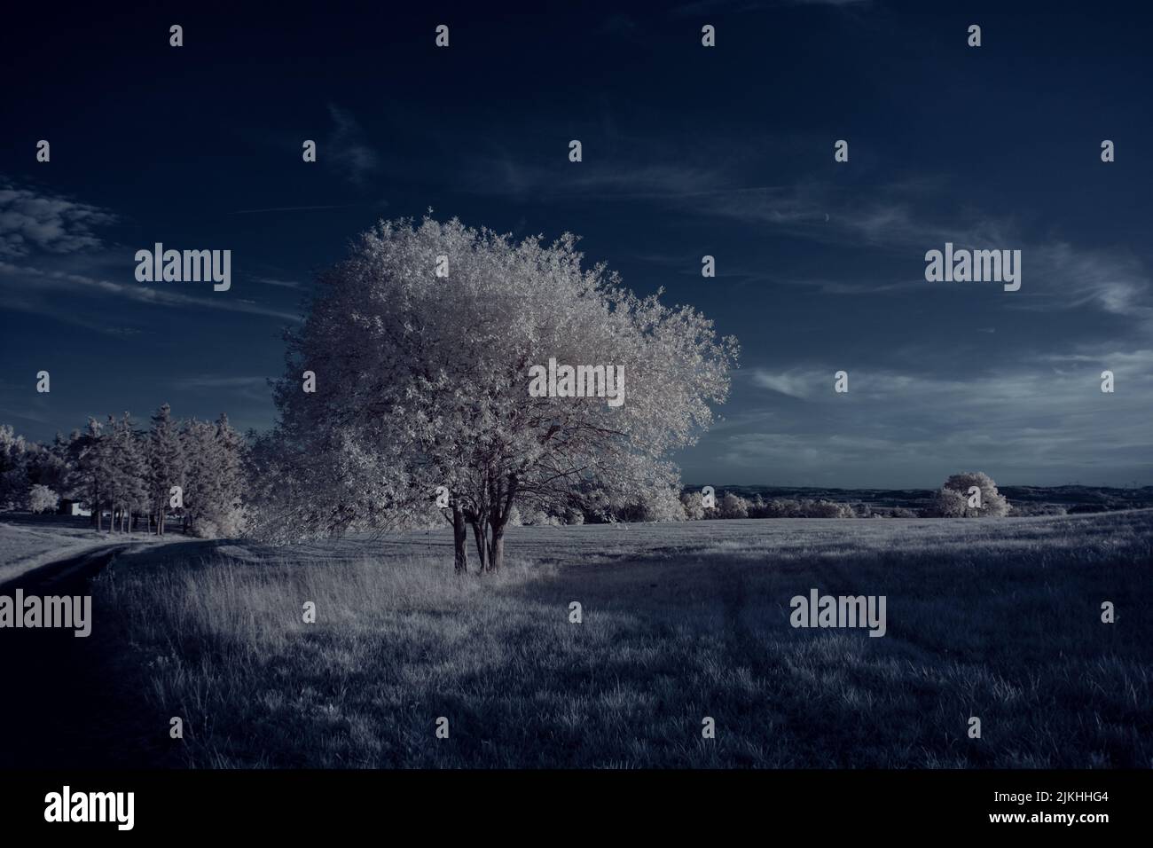 A landscape with snowy trees under sky with clouds Stock Photo - Alamy
