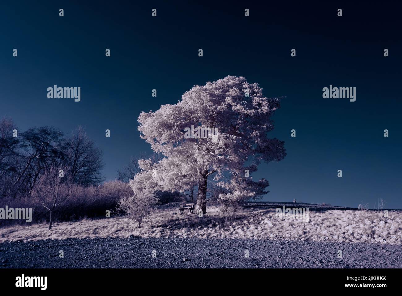 A landscape with snowy trees under sky with clouds Stock Photo - Alamy