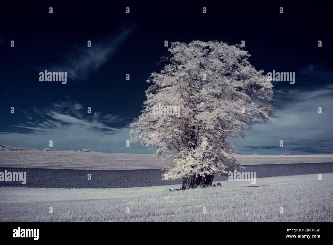A landscape with snowy trees under sky with clouds Stock Photo - Alamy