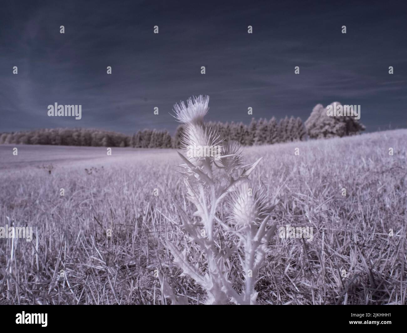 A shallow focus of a cotton thistle (Onopordum acanthium) in the field under the blue sky Stock Photo