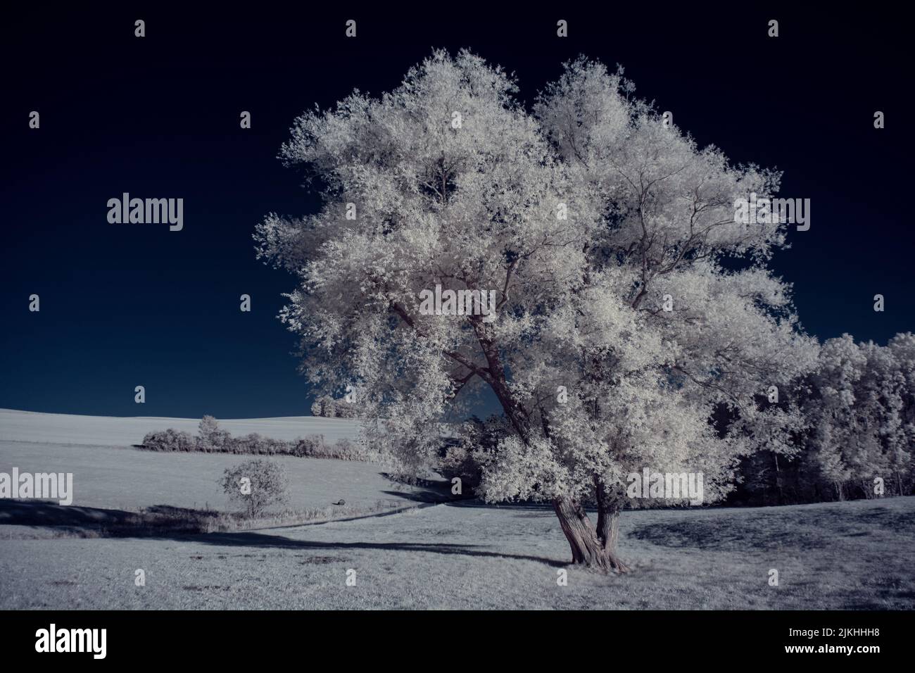 A landscape with snowy trees under sky with clouds Stock Photo - Alamy