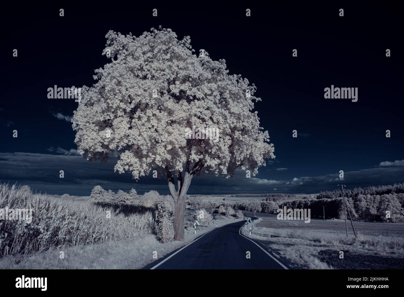 A landscape with snowy trees under sky with clouds Stock Photo - Alamy