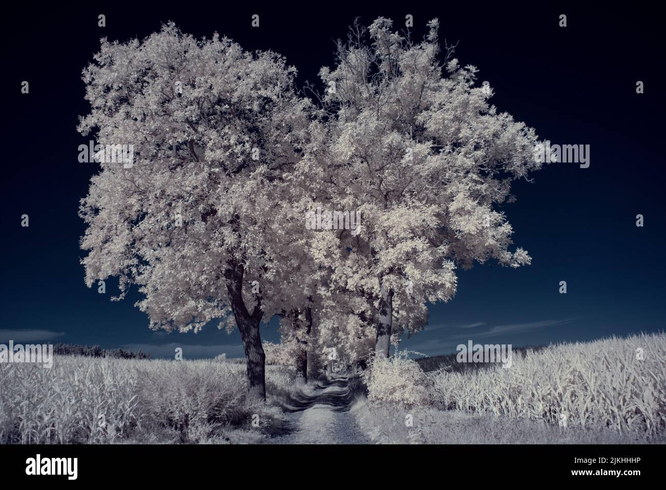 A landscape with snowy trees under sky with clouds Stock Photo - Alamy