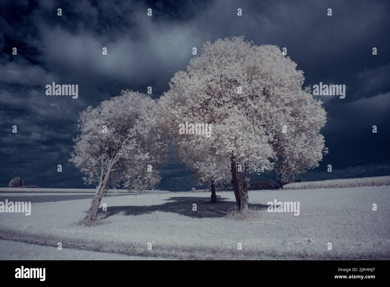 A landscape with snowy trees under sky with clouds Stock Photo - Alamy