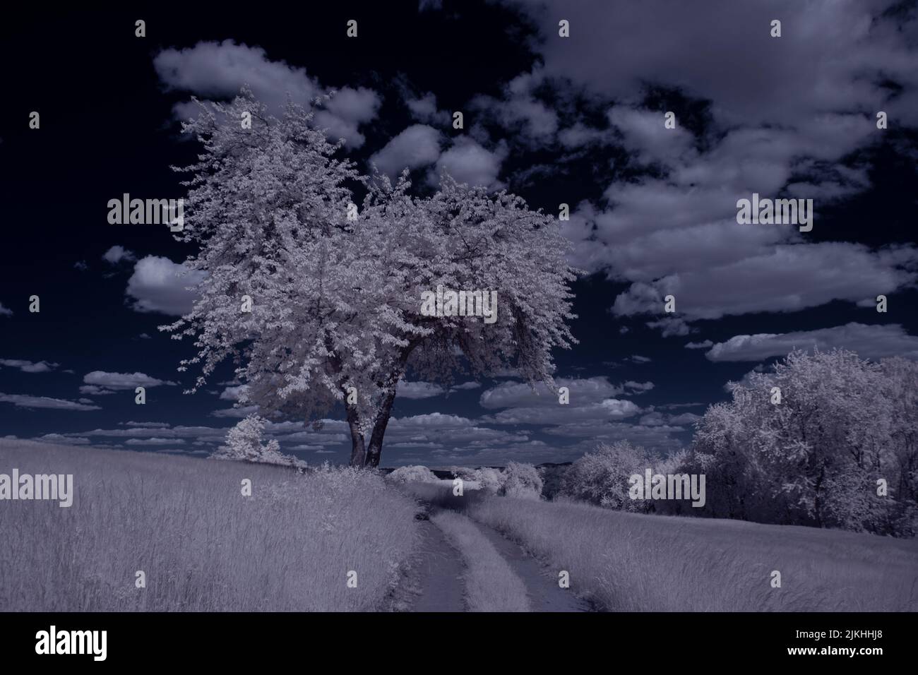 A landscape with snowy trees under sky with clouds Stock Photo - Alamy
