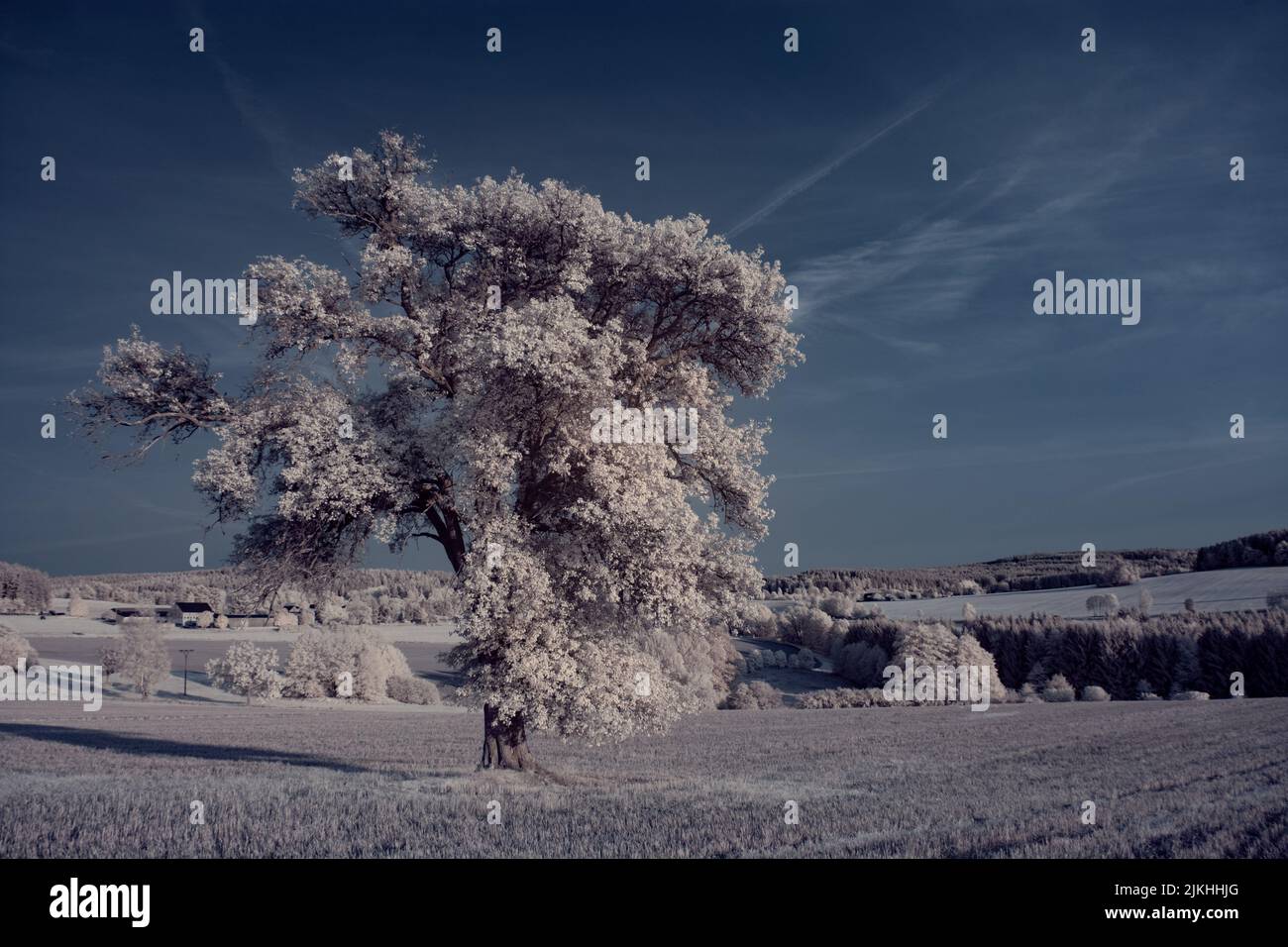 A landscape with snowy trees under sky with clouds Stock Photo - Alamy